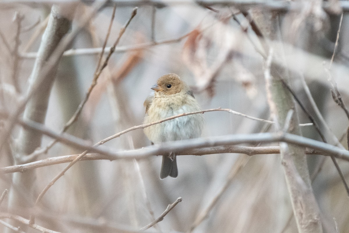 Индиговый колорин - ML648710204