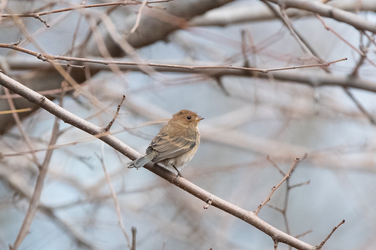 Индиговый колорин - ML648710205