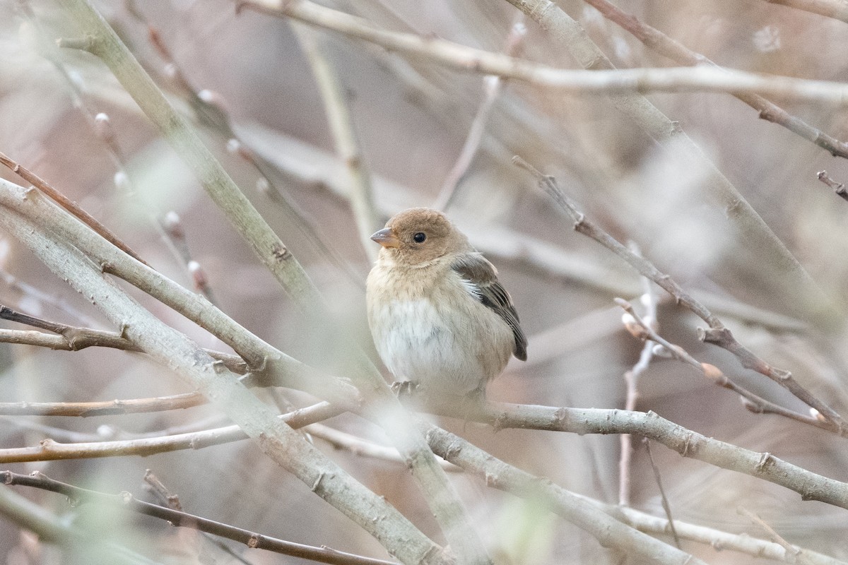 Индиговый колорин - ML648710206