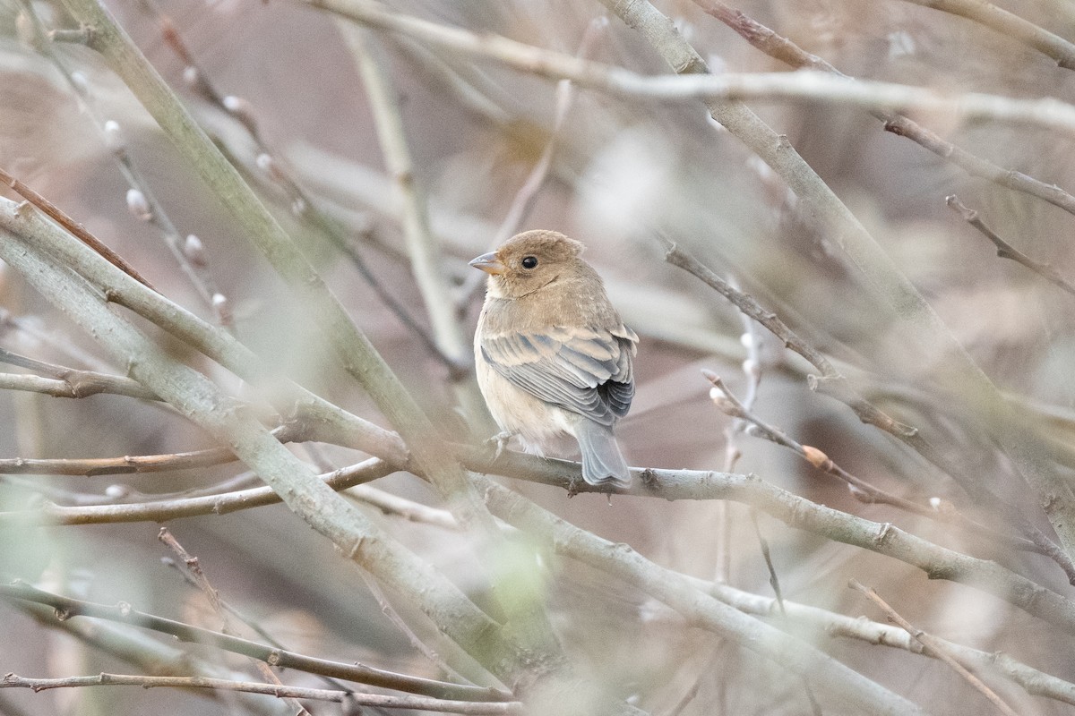 Индиговый колорин - ML648710207