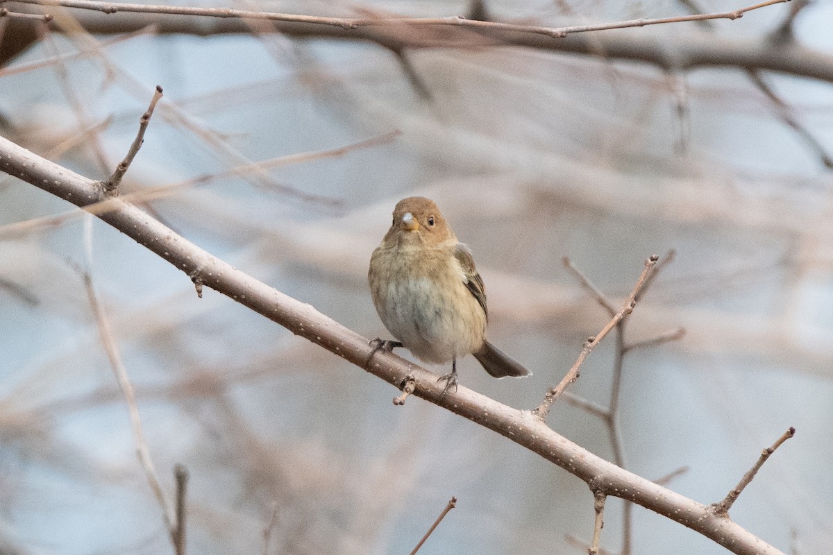 Индиговый колорин - ML648710262