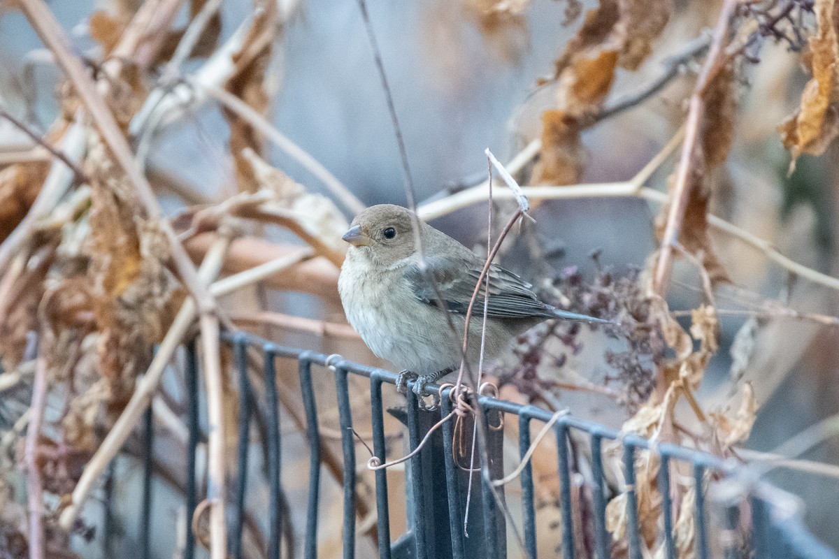 Индиговый колорин - ML648710263