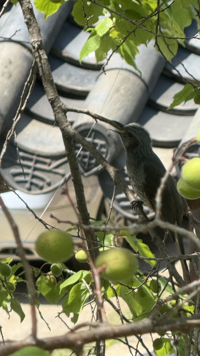 brunørebylbyl - ML648710448