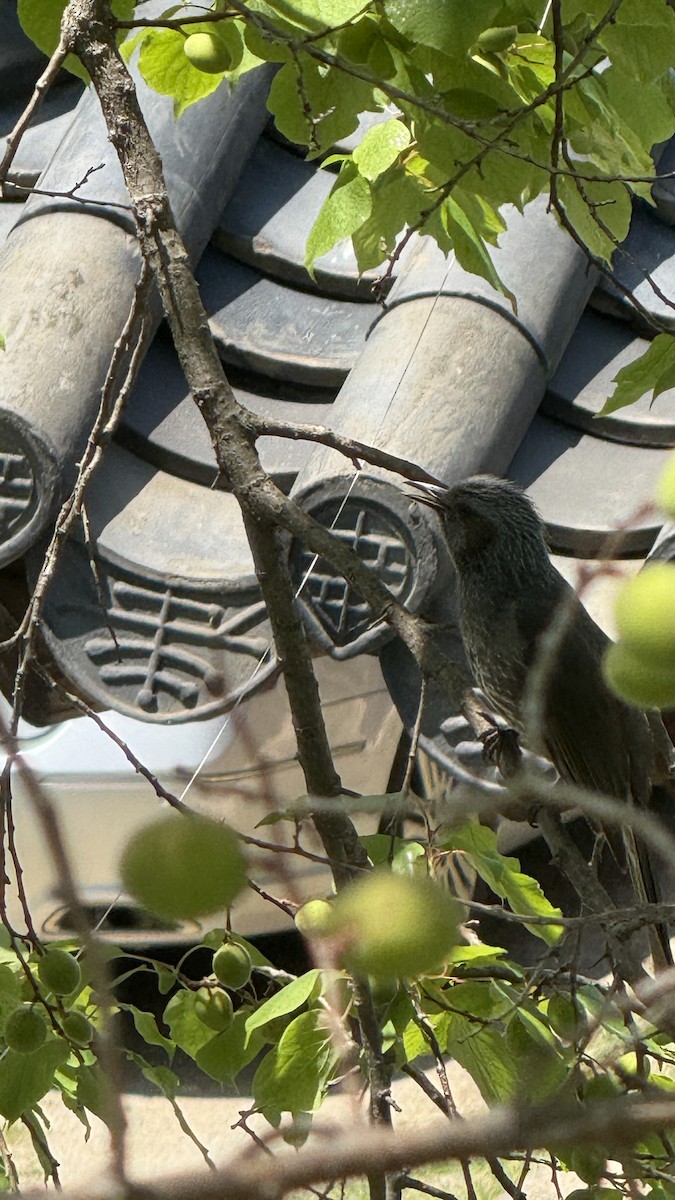 brunørebylbyl - ML648710450