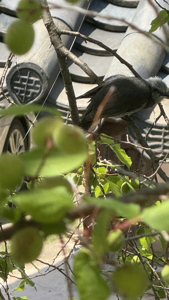 brunørebylbyl - ML648710451