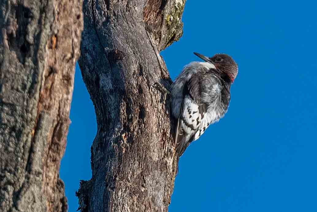 Red-headed Woodpecker - ML648710559