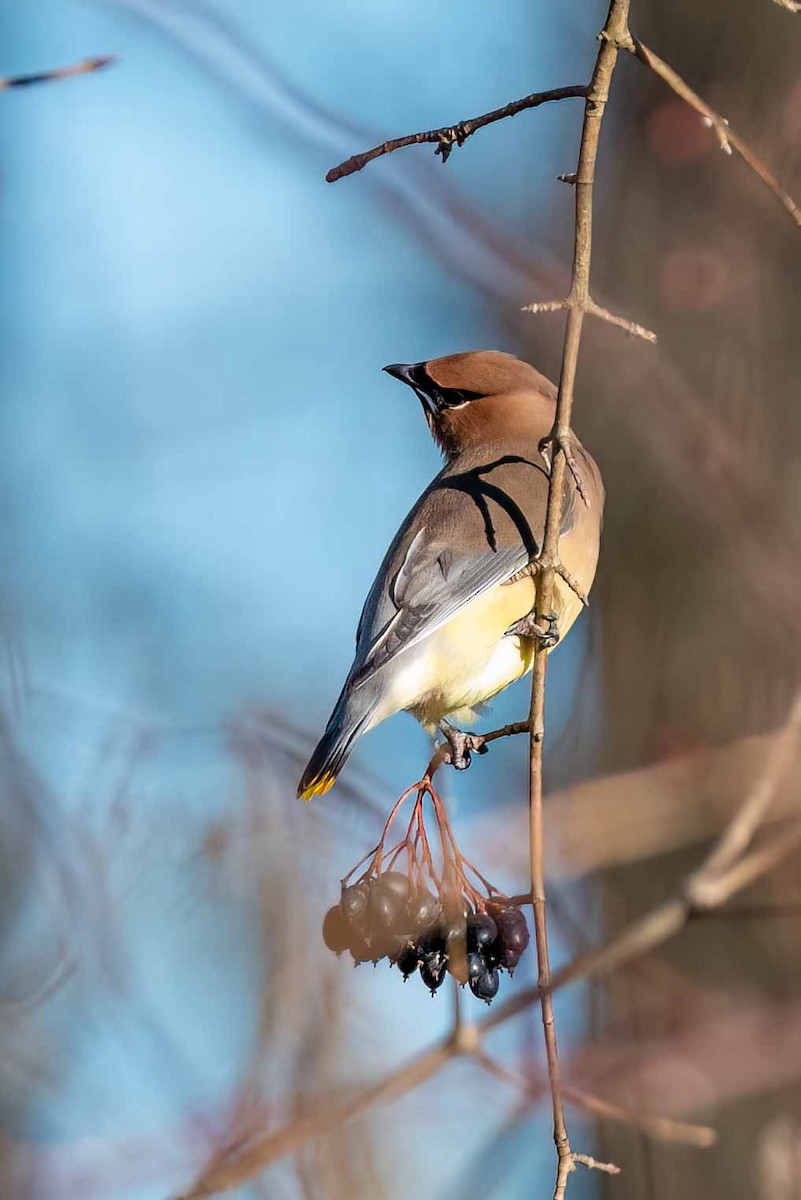 Cedar Waxwing - ML648710610