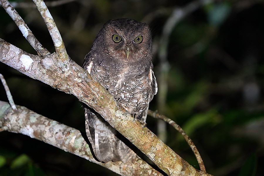 mestisugle - ML648710611