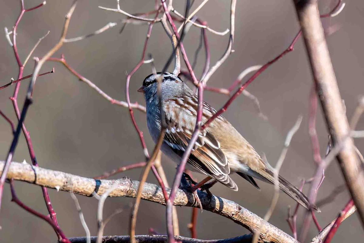 White-crowned Sparrow - ML648710651