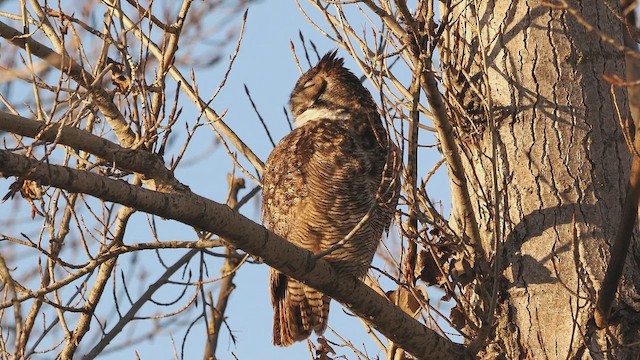 Great Horned Owl - ML648711375