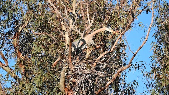 Great Blue Heron (Great Blue) - ML648711572