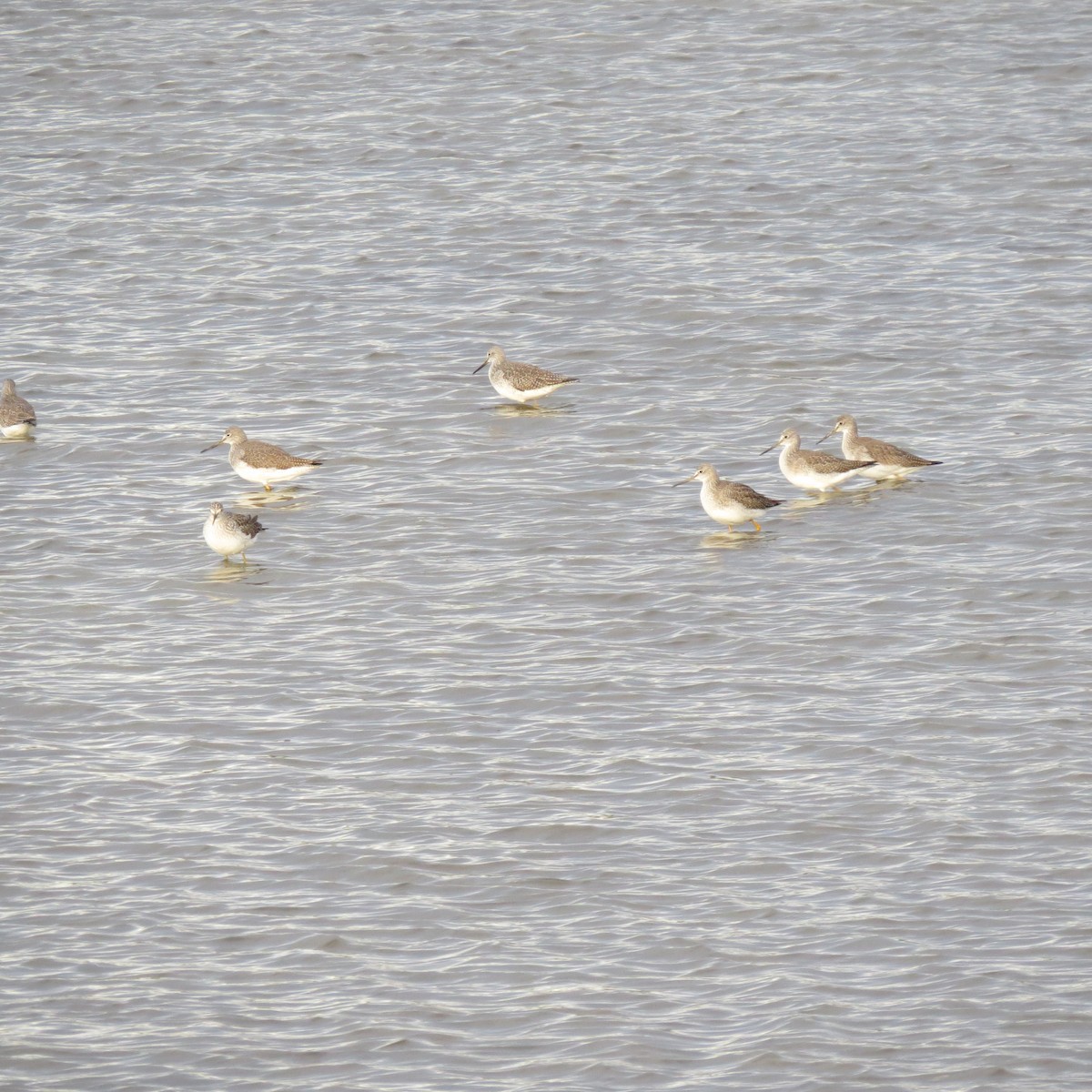 Greater Yellowlegs - ML648711598