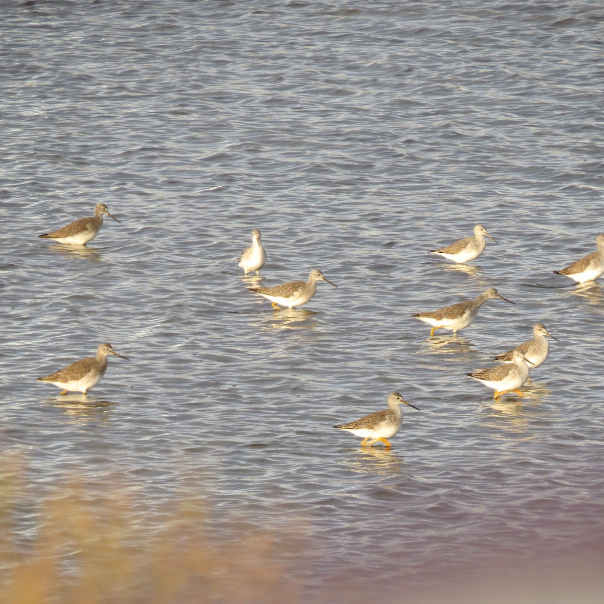 Greater Yellowlegs - ML648711599
