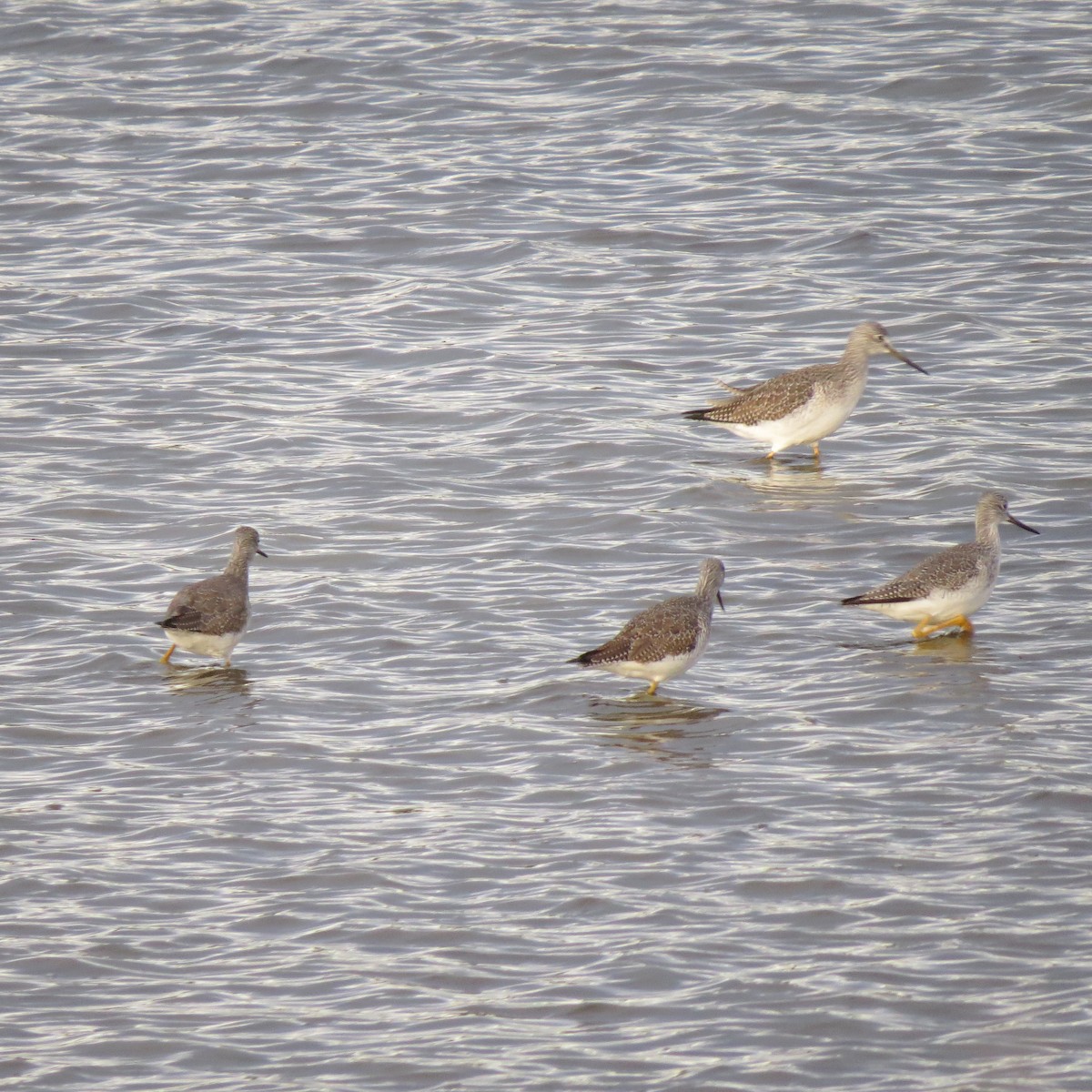 Greater Yellowlegs - ML648711600