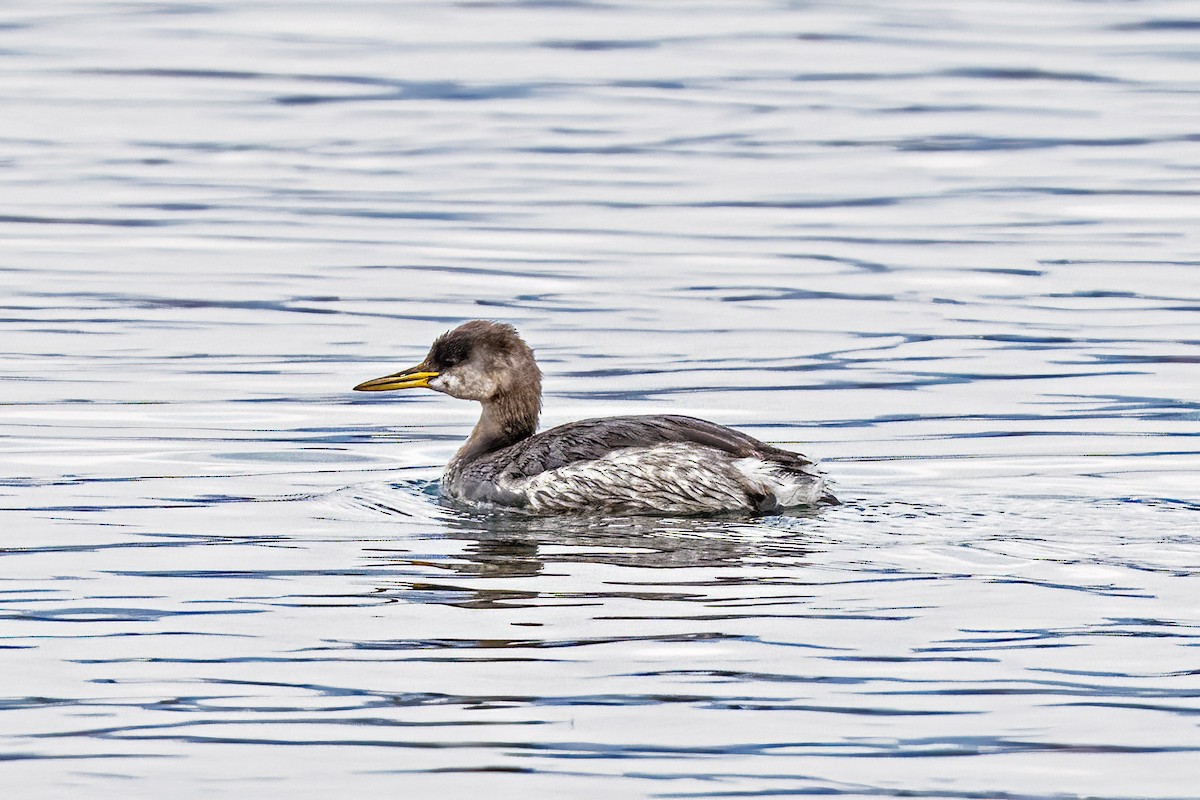 Somormujo Cuellirrojo - ML648711655