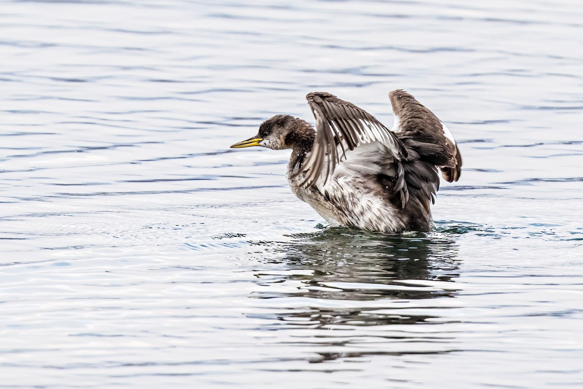 Somormujo Cuellirrojo - ML648711669