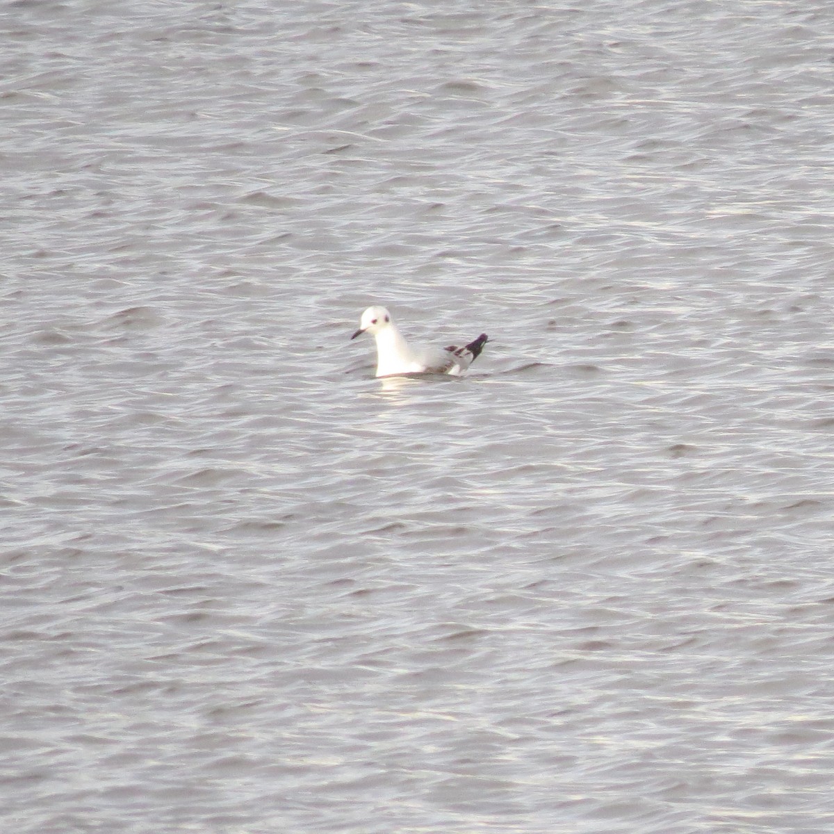 Bonaparte's Gull - ML648711703