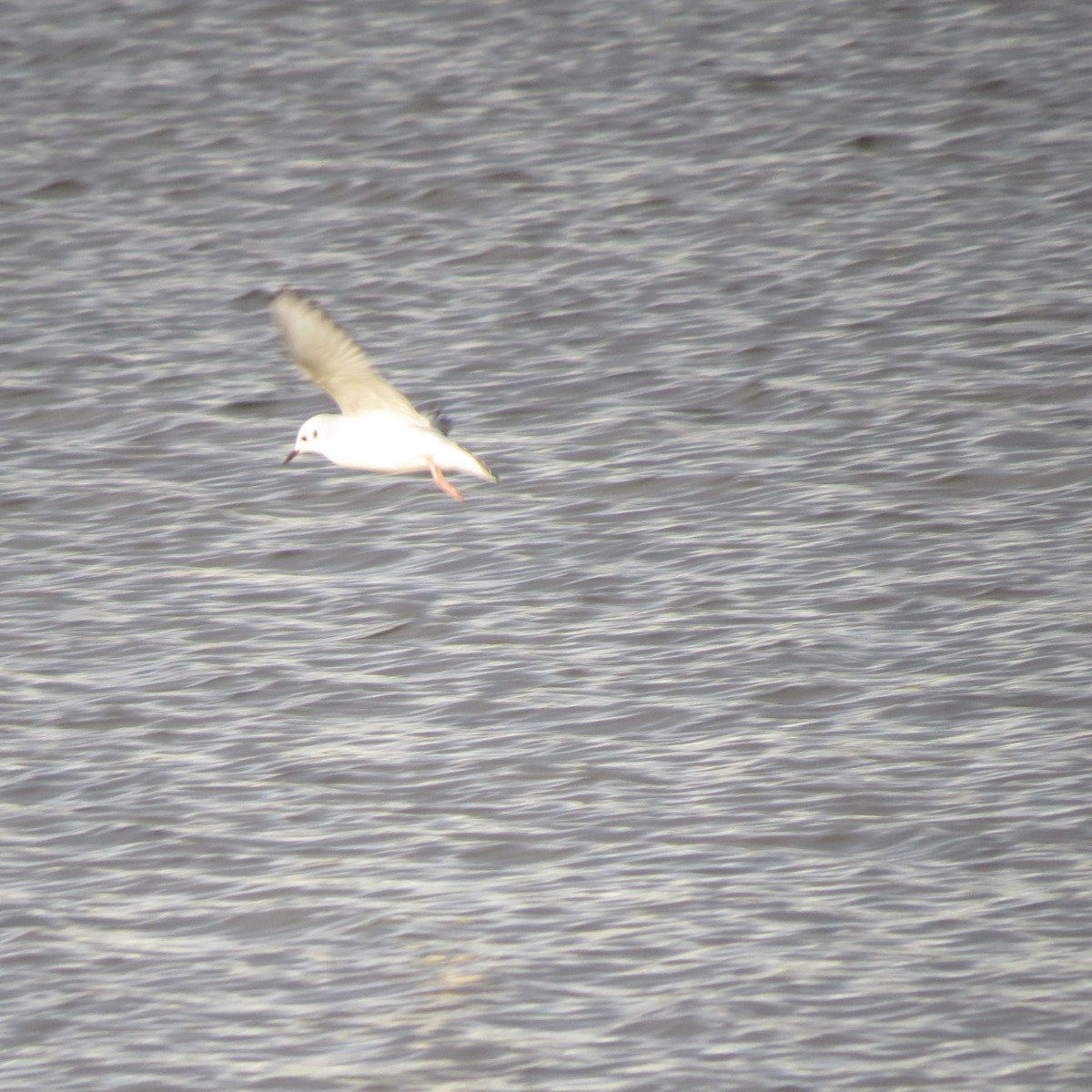 Bonaparte's Gull - ML648711704