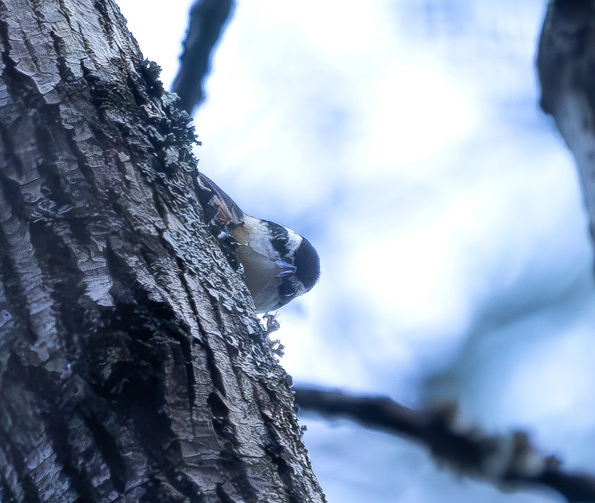 Red-breasted Nuthatch - ML648711906