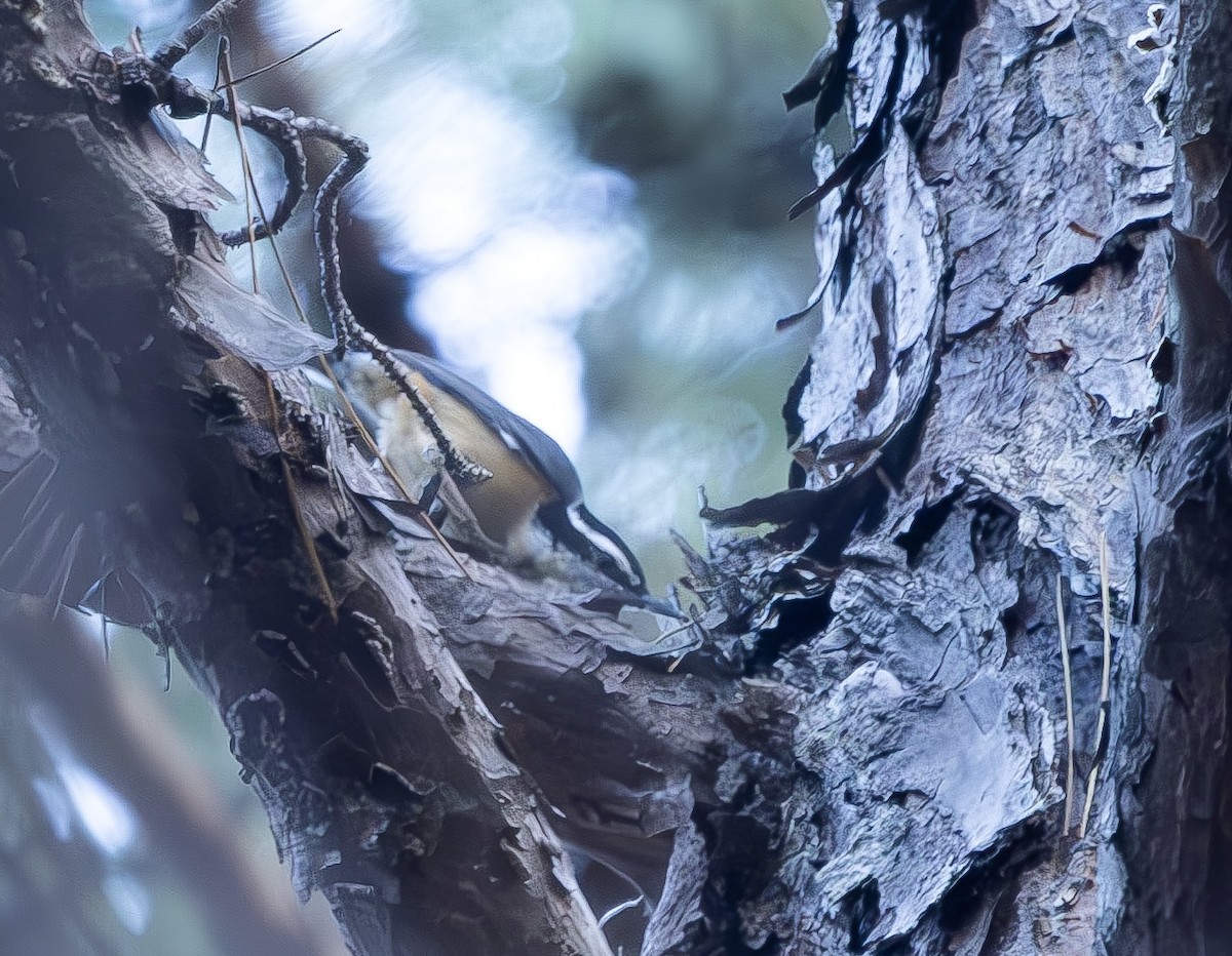 Red-breasted Nuthatch - ML648711907