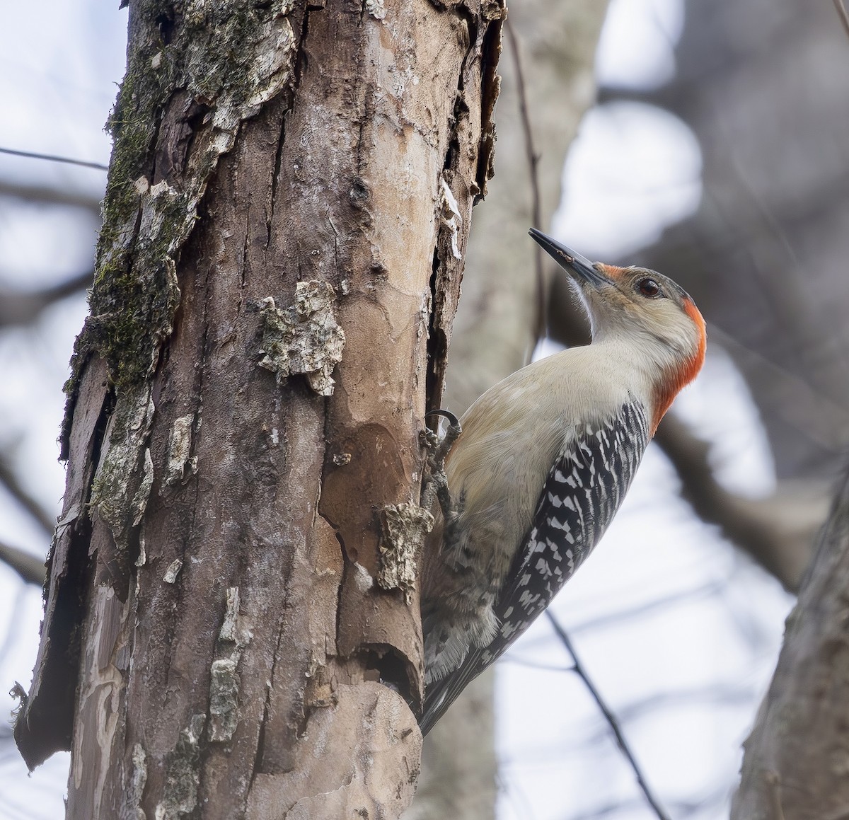 Red-bellied Woodpecker - ML648711924
