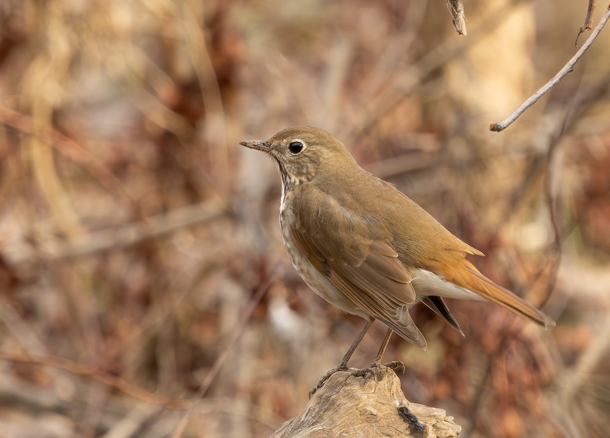 Hermit Thrush - ML648711933