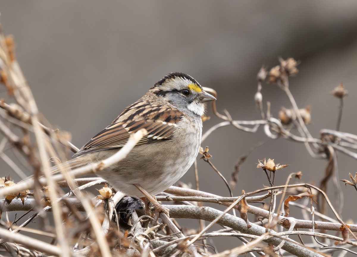 White-throated Sparrow - ML648711941