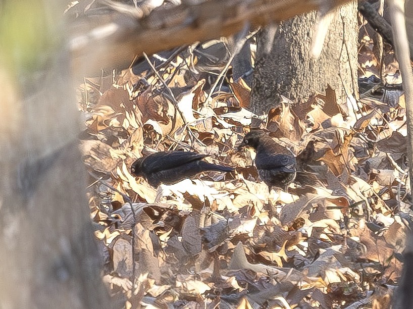 Rusty Blackbird - ML648711957