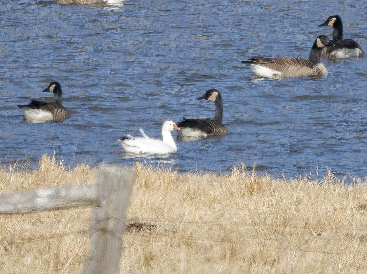 Ross's Goose - ML648711985