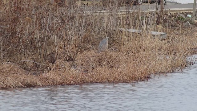 Great Blue Heron (Great Blue) - ML648712246