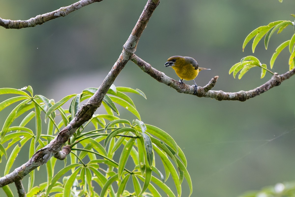 Уздечковая эуфония - ML648712699