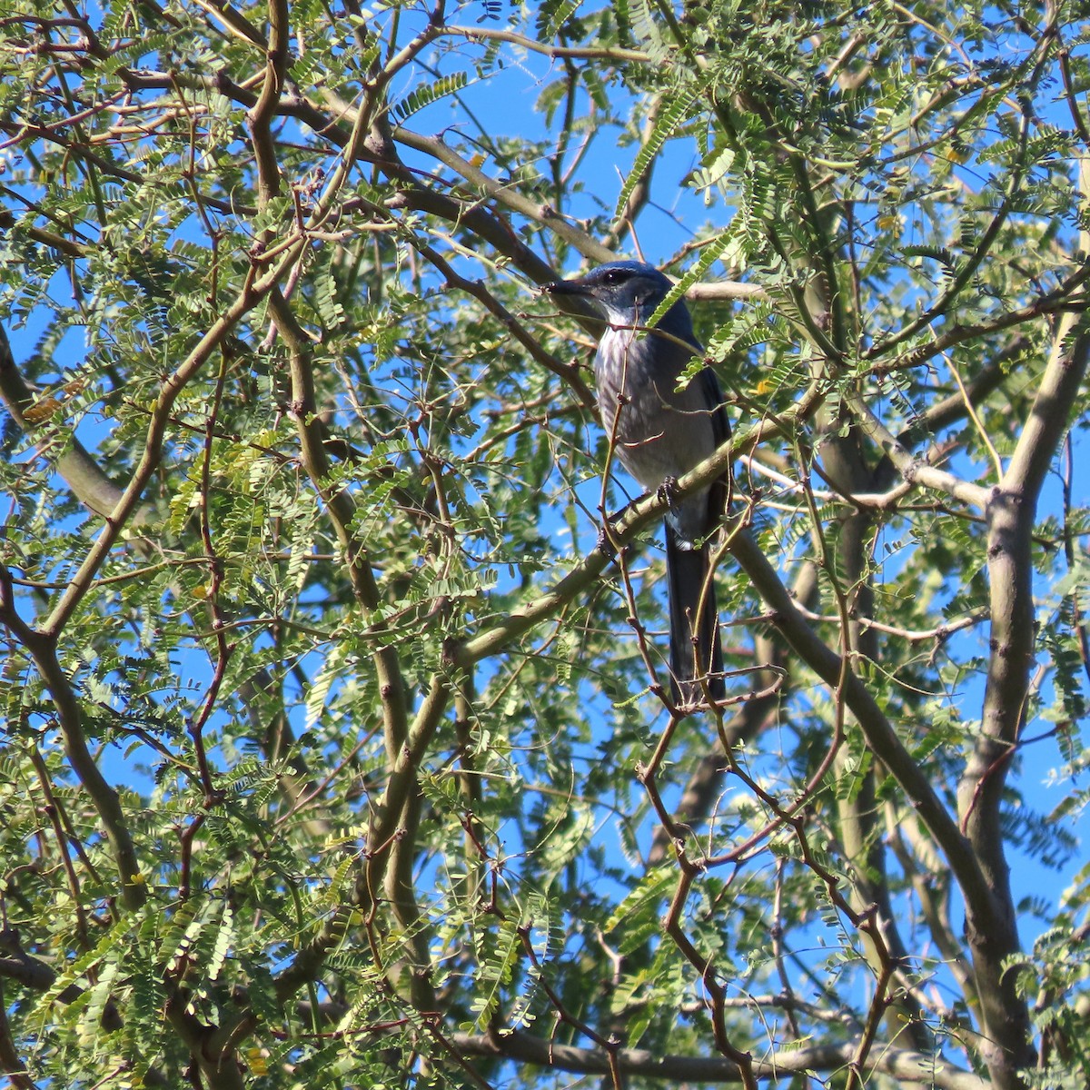 Chara de Woodhouse - ML648713477