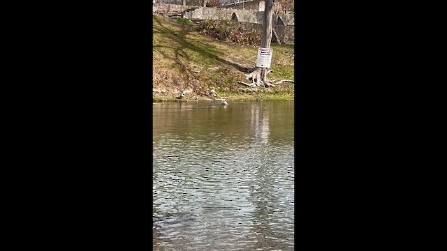 Каргарка нільська - ML648713524