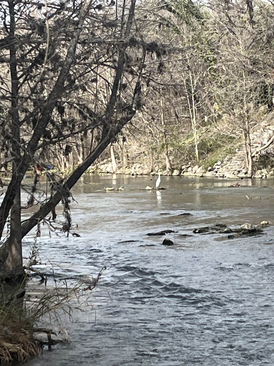 Чапля велика - ML648713532