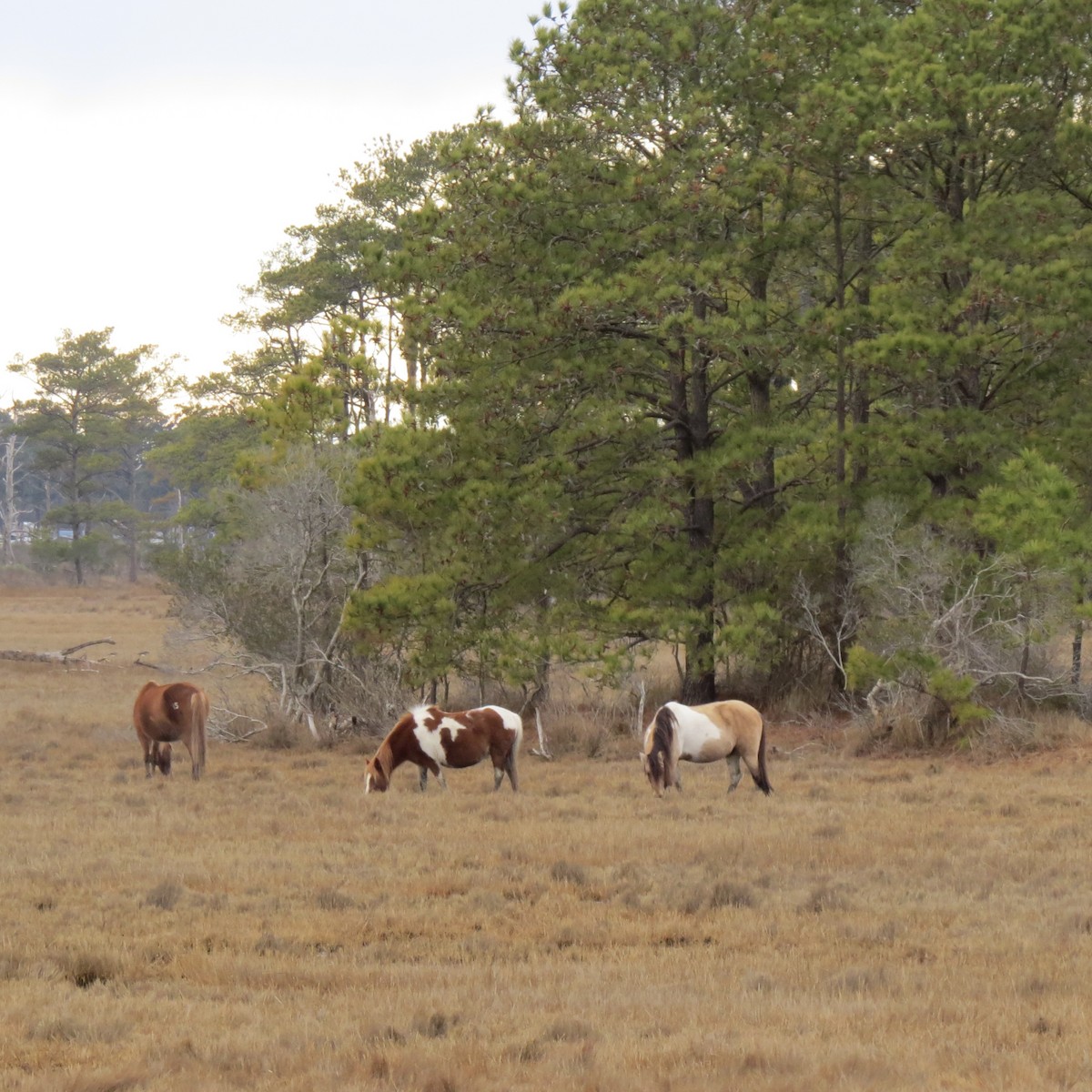 Animals - ML648713603