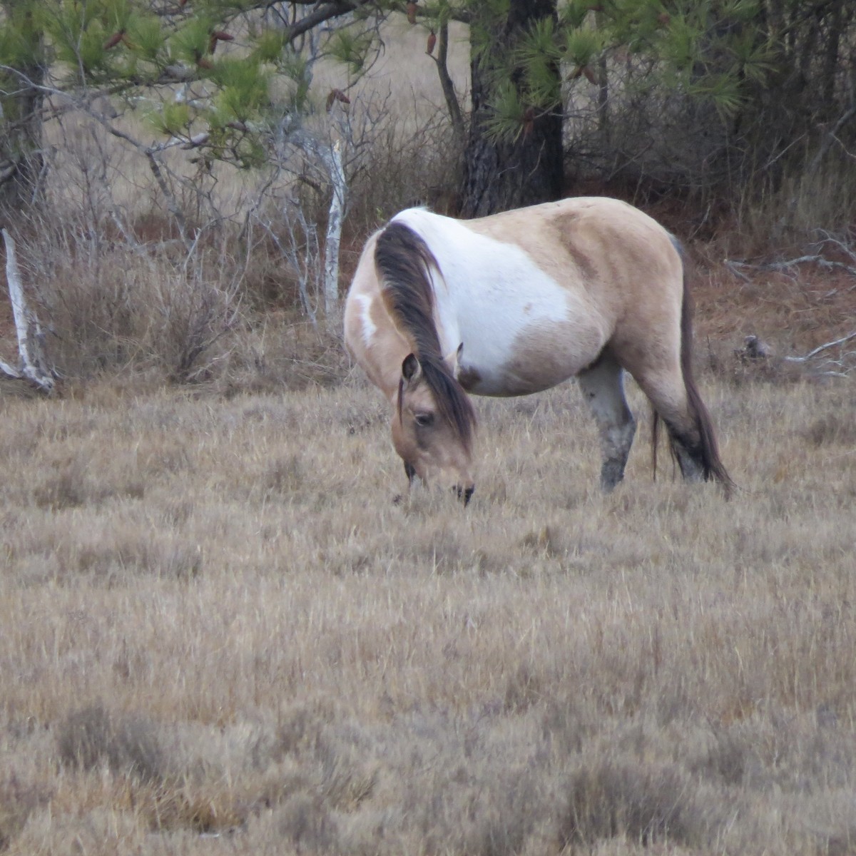 Animals - ML648713604