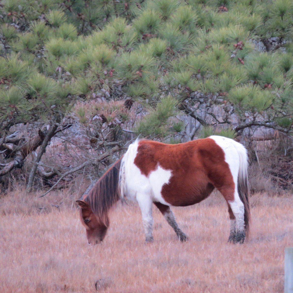 Animals - ML648713607