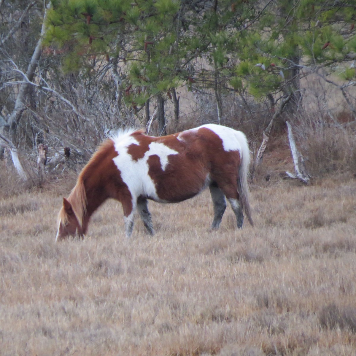 Animals - ML648713608