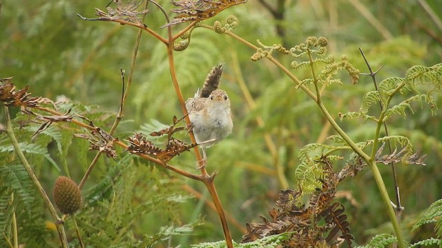 Grass Wren - ML648713759