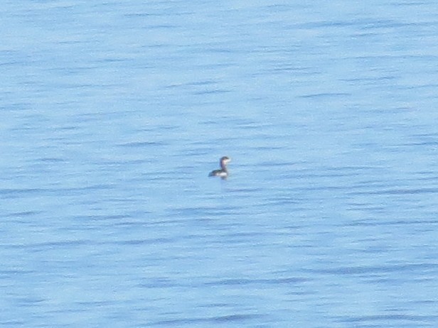 Somormujo Cuellirrojo - ML648713809