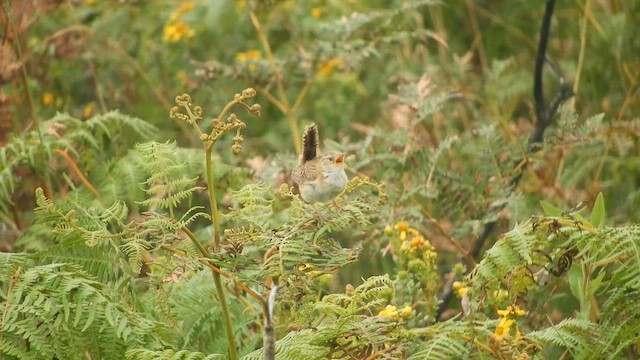 Grass Wren - ML648713891