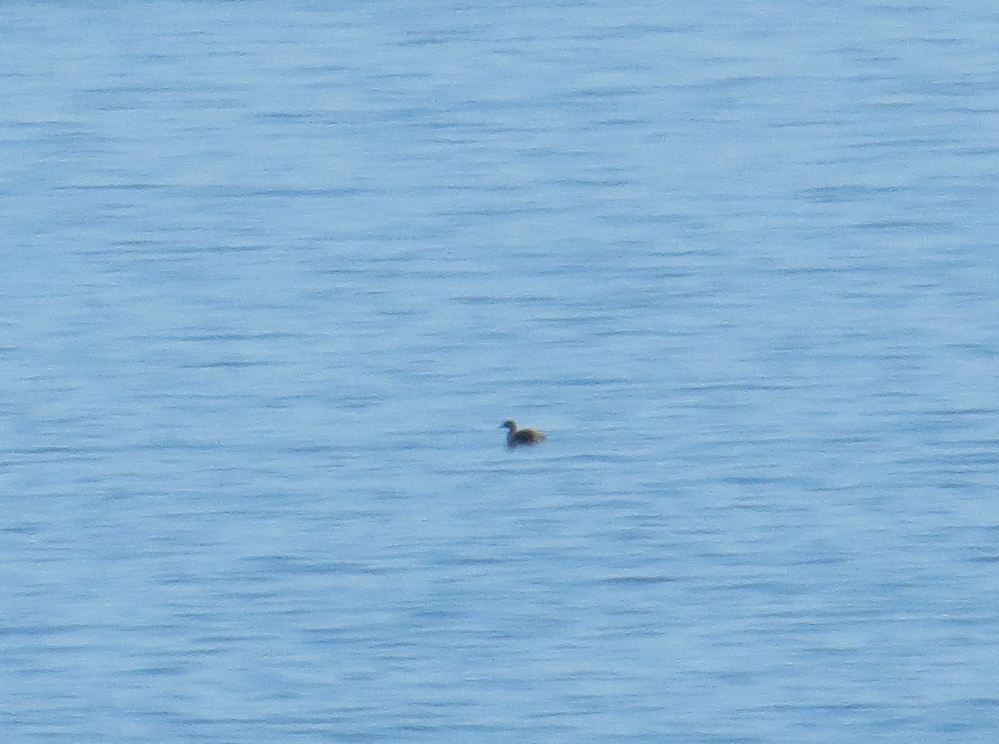 Somormujo Cuellirrojo - ML648714058