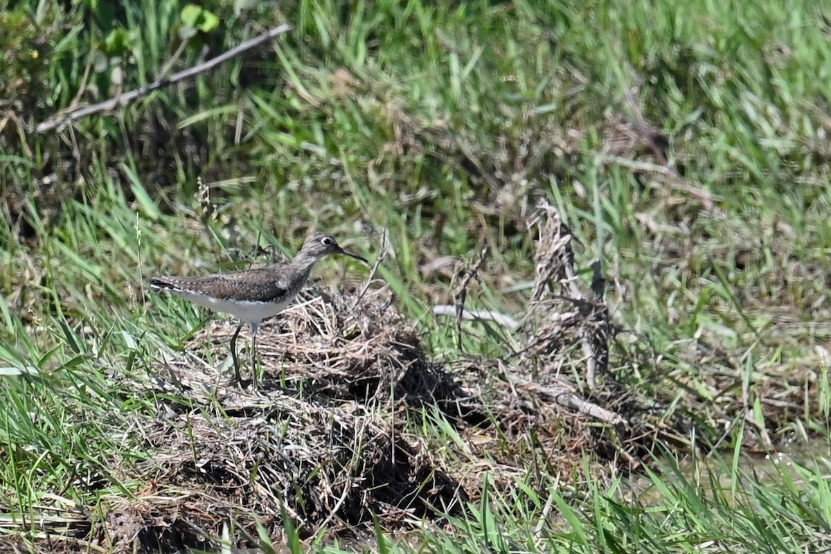 コシグロクサシギ - ML648714066