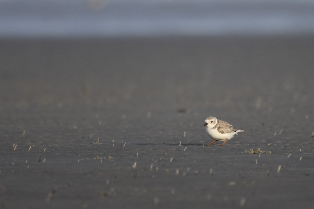 pipelo - ML648714330