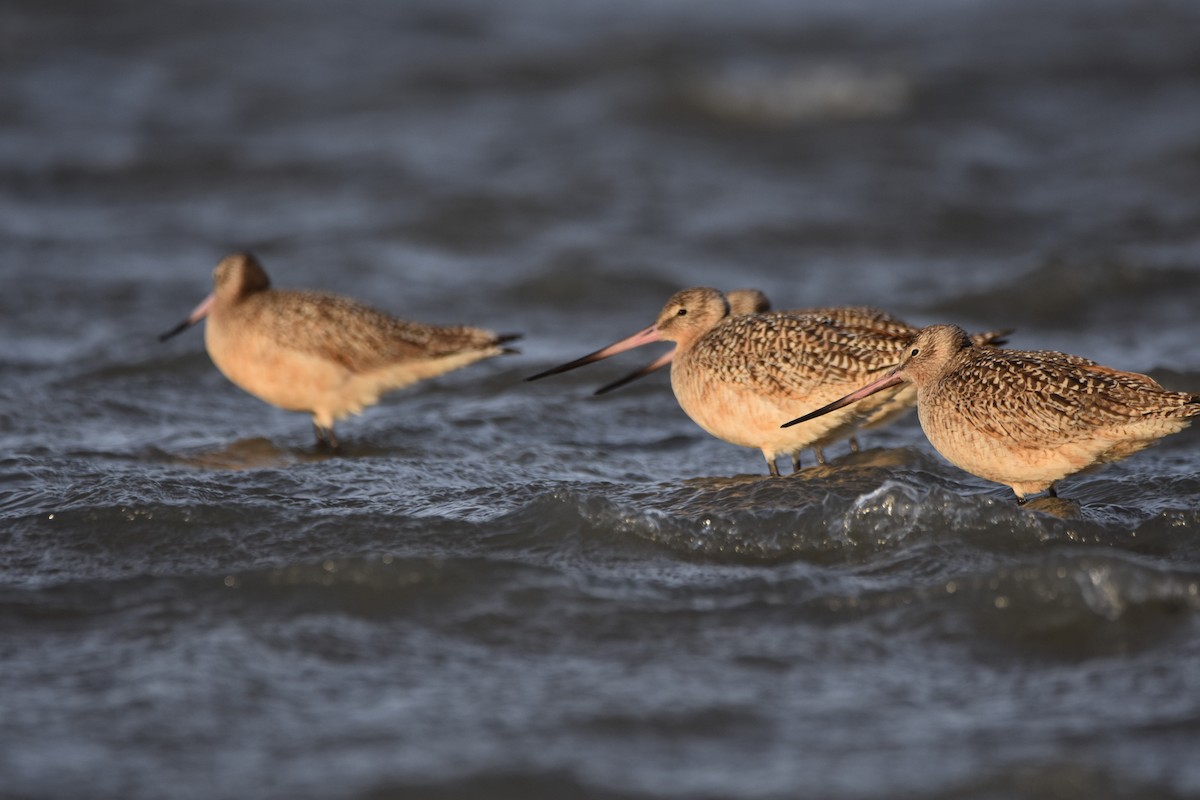 kanelspove - ML648714363