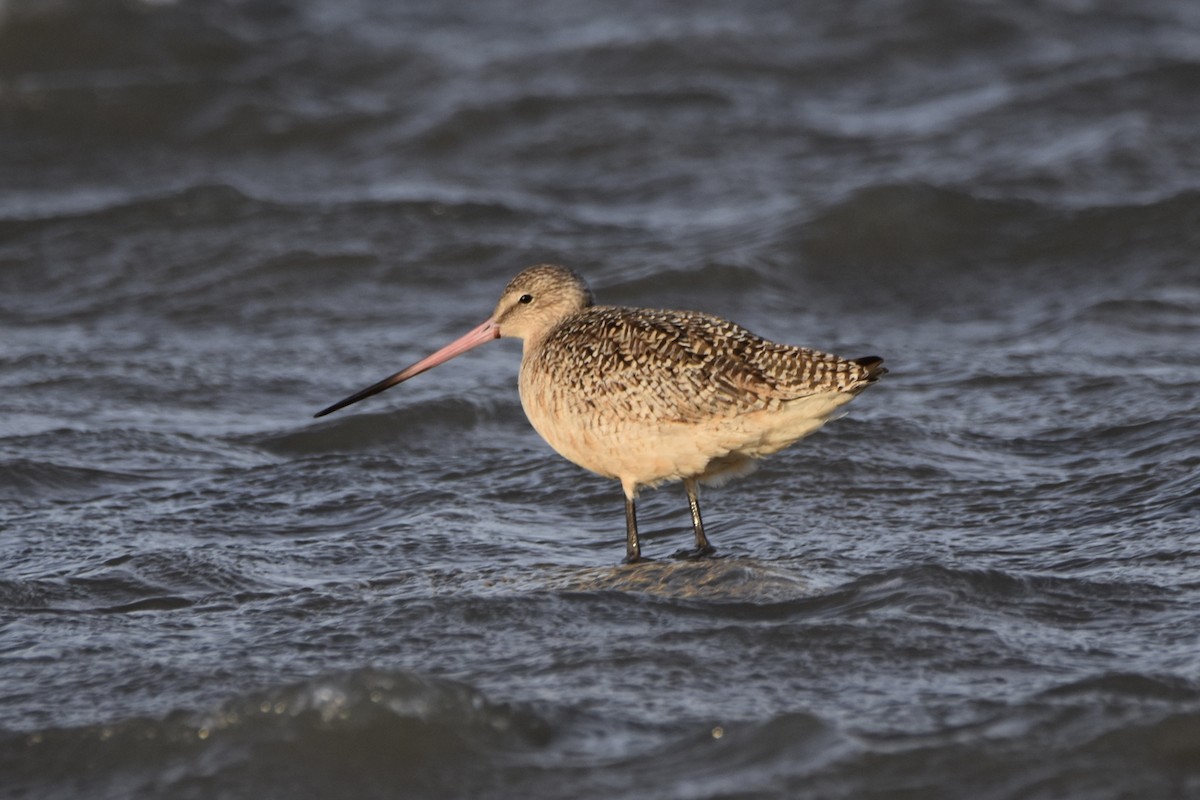 kanelspove - ML648714364