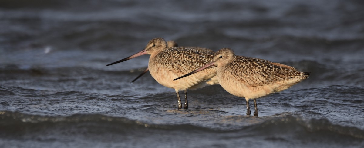 kanelspove - ML648714365