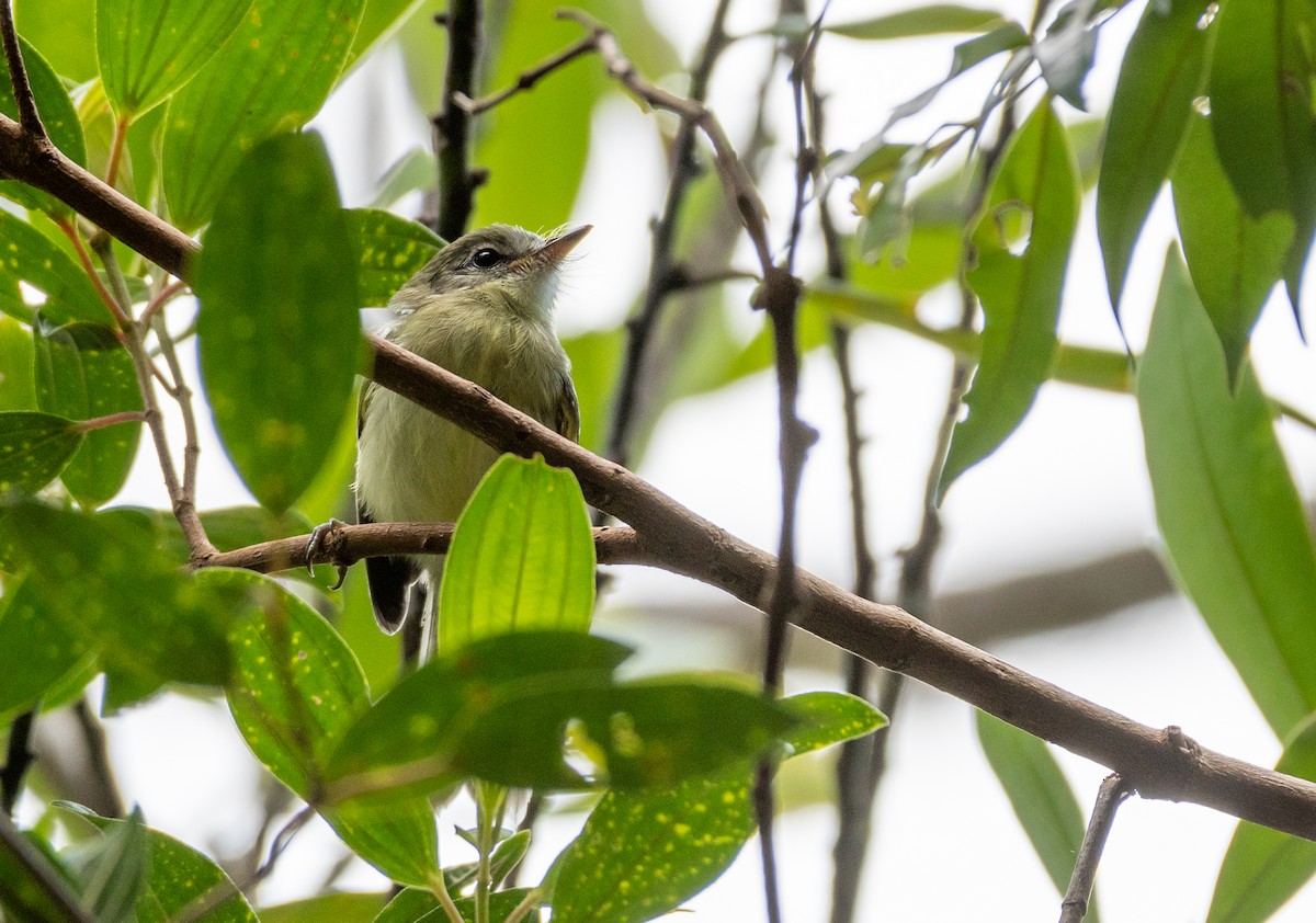 コバシハエトリ - ML648714413