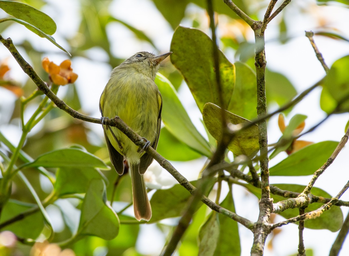 コバシハエトリ - ML648714415