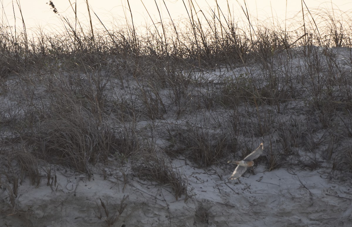 spurvefalk - ML648714439